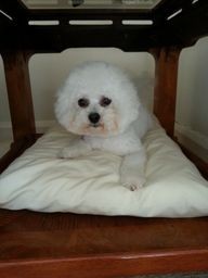 Woof To Wow Dog Grooming Pic 5