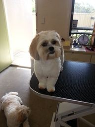 Woof To Wow Dog Grooming Pic 3