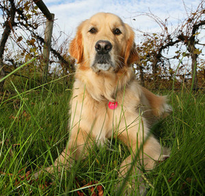 Immerse in the Yarra Valley Pic 5 - Sam the winery dog