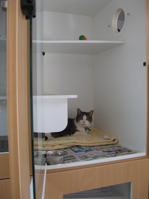 Prospect Road Veterinary Hospital Pic 5 - A friendly visitor relaxing in our cattery