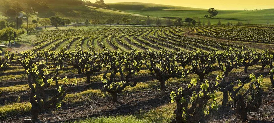 Get Freighted Cellar Door Pic 1 - Australian Wines