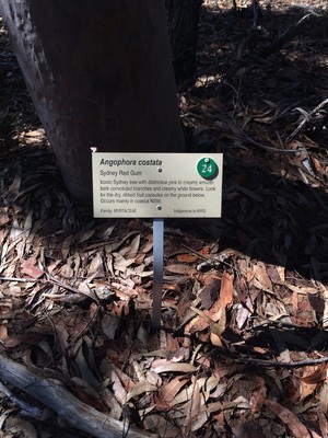 Ku -ring-gai Wildflower Garden Pic 4