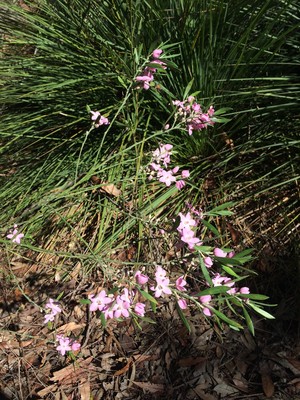 Ku -ring-gai Wildflower Garden Pic 2