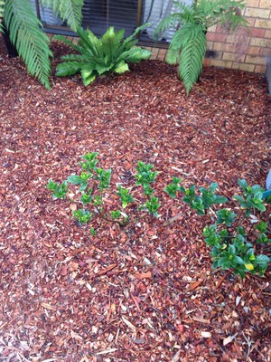 Asepsis Cleaning Service Pic 5 - Garden weeding