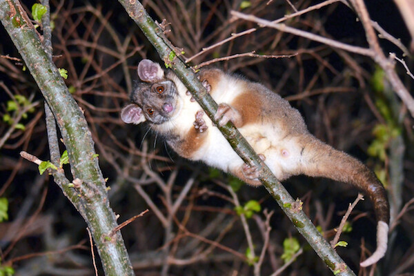 Exit Possum Removal Sydney Pic 1