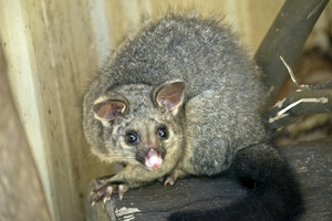 Exit Possum Removal Sydney Pic 2