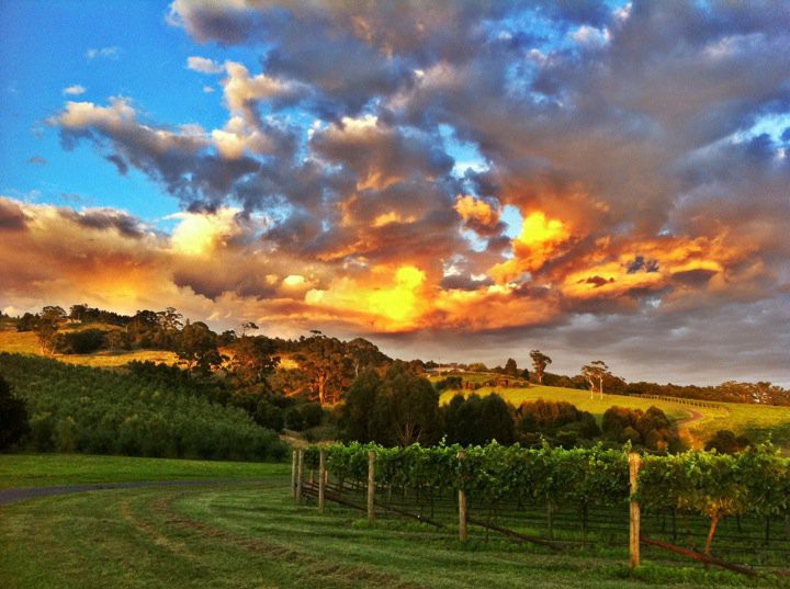 Diamond Creek Estate Pic 1 - Sunrise over Diamond Creek Estate vineyard