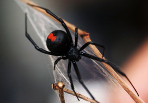 Scenic Rim Pest Management Pic 2 - Redback Spider