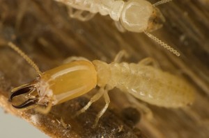 Scenic Rim Pest Management Pic 3 - Termite Soldier