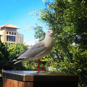 Lake Cafe & Bar Pic 3 - Cheeky seagull drops by hoping for a chip