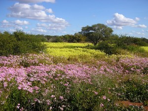 Ray White Kalbarri Pic 4 - Wildflower season is between July and October