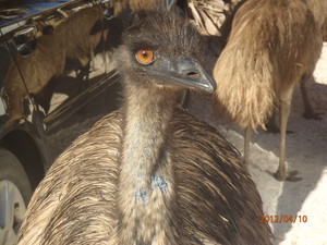 Wild Aussie Adventures Pic 4 - Emus Monkey Mia