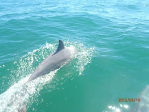 Wild Aussie Adventures Pic 3 - See the dolphins at Monkey Mia