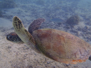 Wild Aussie Adventures Pic 5 - Snorkel with turtles Ningaloo Reef