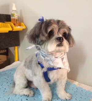 Dog Grooming Helensvale Dog Grooming Helensvale