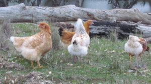 River Gardens Axedale Bed and Breakfast Pic 2 - Feed the chooks