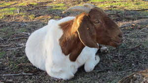 River Gardens Axedale Bed and Breakfast Pic 3 - Feed the goats