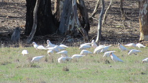 River Gardens Axedale Bed and Breakfast Pic 4 - Plenty of bird life