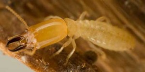 Fumapest Termite & Pest Control Pic 4 - Termite