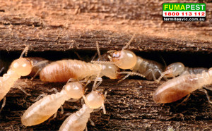 Fumapest Termite & Pest Control Pic 5 - Termites White Ants