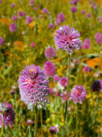 Wildflower Lawn and Gardening Service Pic 1