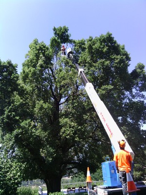 Ezy Tree Solutions Pic 3