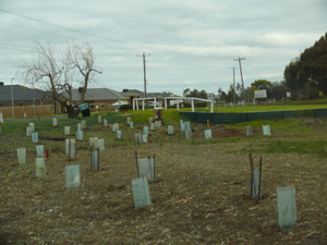 West Golf Club Bacchus Marsh Pic 5 - new trees around the dam at the 4th tee