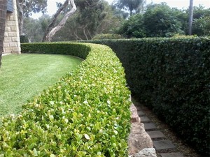 Complete Outdoor Living Pic 2 - Hedging