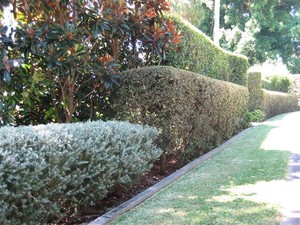 Complete Outdoor Living Pic 5 - Hedging2