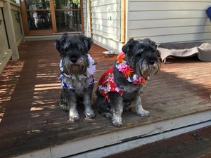 Personalised Pet Care Services Pic 4 - Our mum and dad went on holidays and look what they brought us back