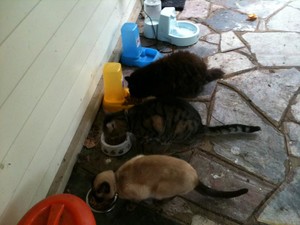 Personalised Pet Care Services Pic 5 - Dinner time