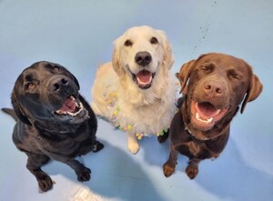 Kip Kew Dog Daycare Pic 2