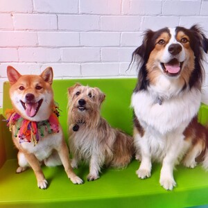 Kip Kew Dog Daycare Pic 3