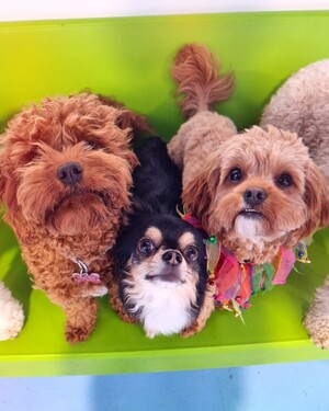 Kip Kew Dog Daycare Pic 4