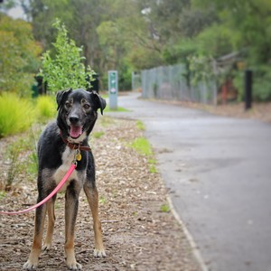 Laika Pet Training Pic 4 - We help take the stress out of walks for both dogs and owners