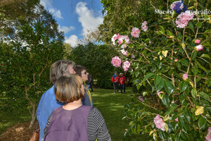 Kellyfield Camellias Pic 5