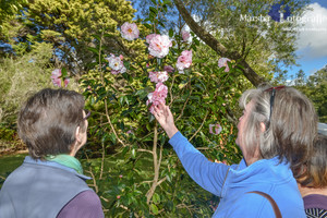 Kellyfield Camellias Pic 4