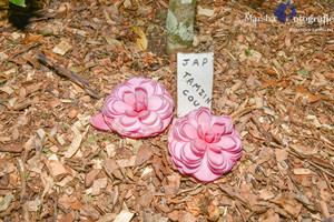 Kellyfield Camellias Pic 3