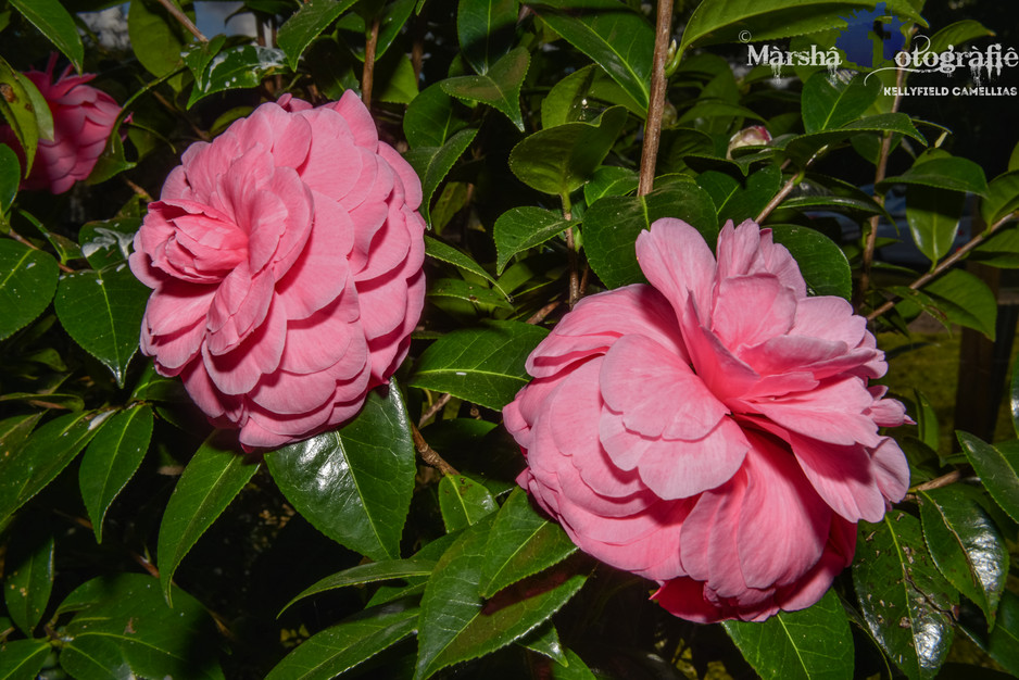 Kellyfield Camellias Pic 1