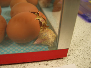 Living Eggs NSW Pic 3