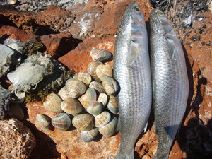 Wula Guda Nyinda Eco Adventures Pic 3 - Bushtucker Tours