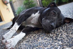 Ultimate Pet Care Sunshine Coast Pic 3 - Ali relaxing after a hard day doing nothing David Lynne Photography Professional Photographers