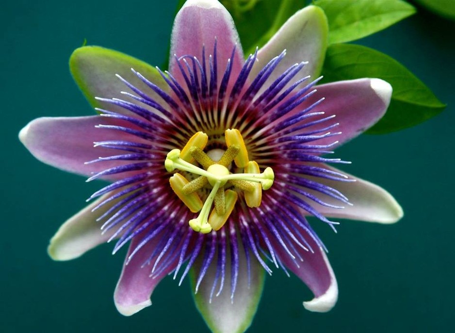 Serra Caliskan- Clinical Naturopath Pic 1 - Herbal Medicine Passionflower one of my favourite herbs