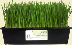 Australian Wheatgrass Pic 4