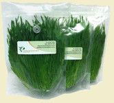 Australian Wheatgrass Pic 1 - Freshly sealed bags