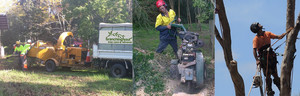 Branching Out Tree Care Pic 4