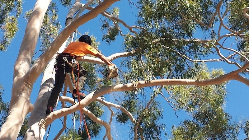 Branching Out Tree Care Pic 1 - Large eucalypt crown reduction