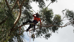 Branching Out Tree Care Pic 2 - Pruning a limb overhanging house