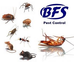 BFS Carpet Cleaning Pic 4 - Pest Control Sunshine Coast