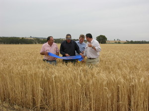 Soilmaster Pic 4 - Regional winner of wheat crop competition Soilmaster client